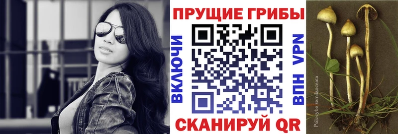 магазин продажи наркотиков  Катав-Ивановск  darknet клад  Галлюциногенные грибы Psilocybe 